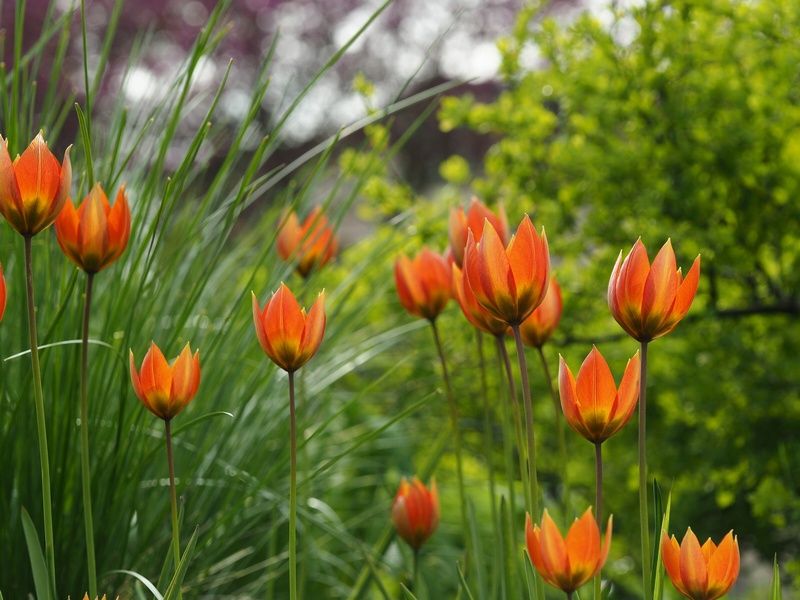 Frühling