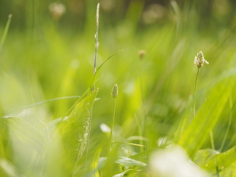 Sommer