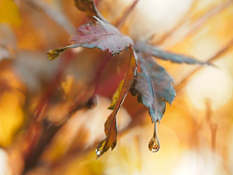 Herbst