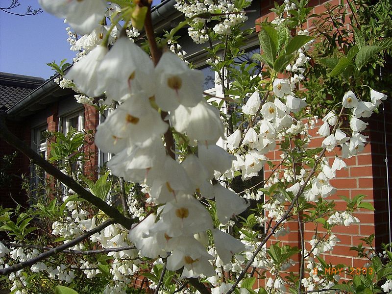 Halesia tetraptera