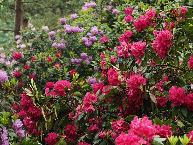 Rhododendron
