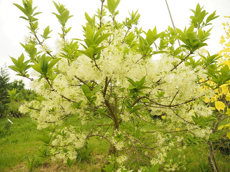 Chionanthus virginicus