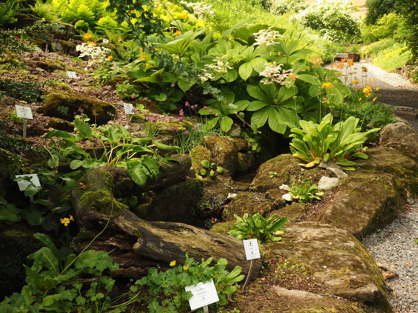 Moorbeet im Bot Garten Jena